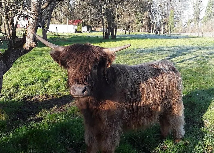 Maison Spacieuse Avec Terrasse, Pres De Saint-die, Ideale Pour Randonnees Et Proche De L'alsace - Fr-1-589-464