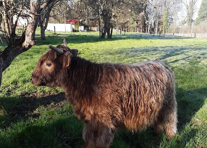 度假居 Maison Spacieuse Avec Terrasse, Pres De Saint-die, Ideale Pour Randonnees Et Proche De L'alsace - Fr-1-589-464 *